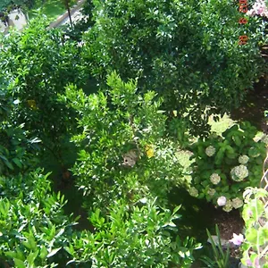 Apartament Hella, Trogir